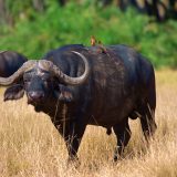 https://www.uniqueworlddestinations.com/wp-content/uploads/2024/09/Amboseli-National-Park-buffalo-160x160.jpg