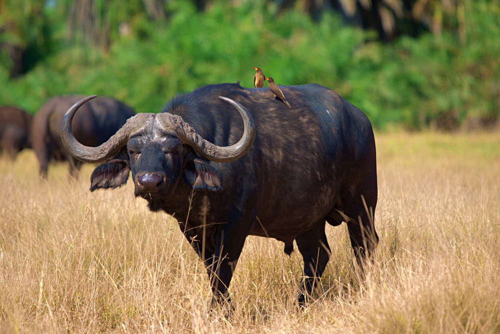 Amboseli National Park buffalo