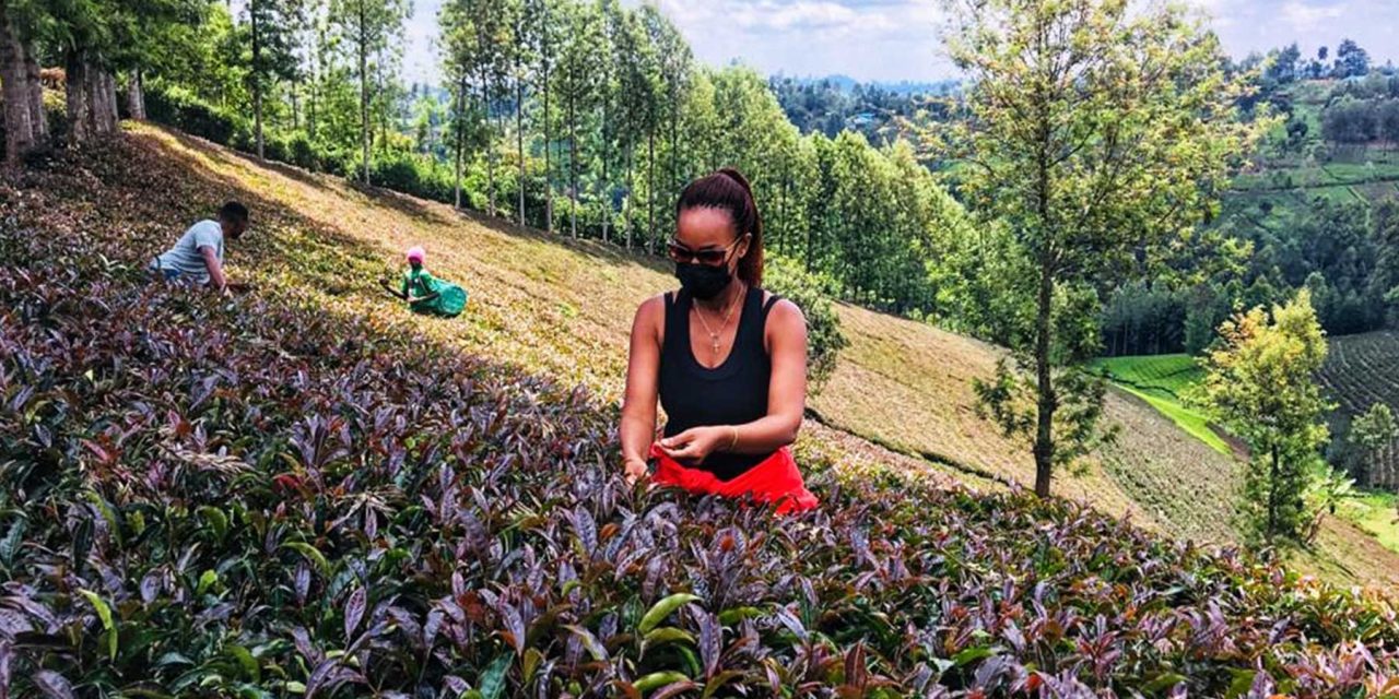 Sip & Discover: Kenya’s Purple Tea Farms