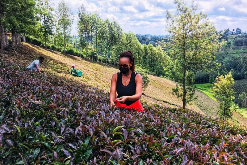 Sip & Discover: Kenya's Purple Tea Farms