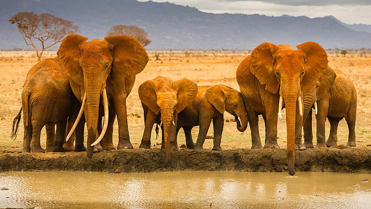 animals-elephants-river-wallpaper-preview