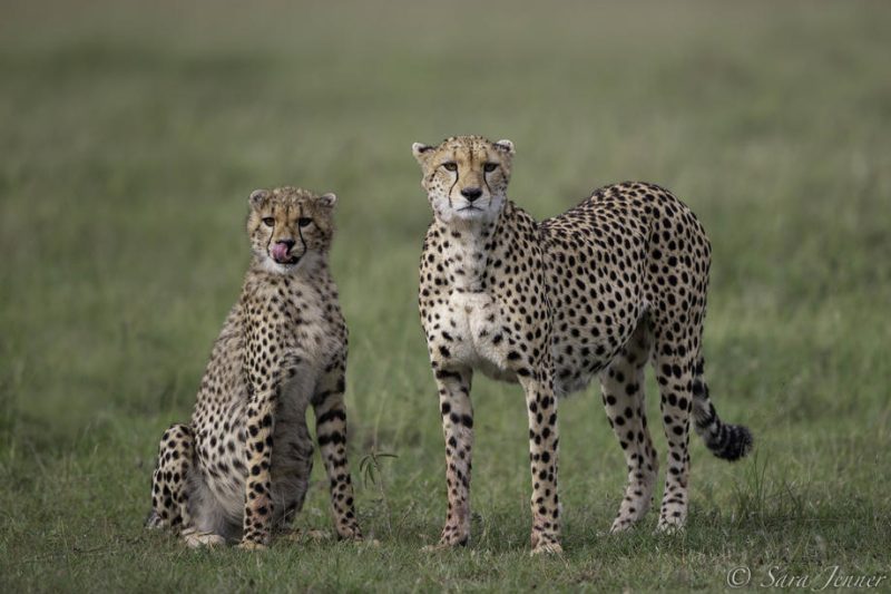 2 Nights Porini Cheetah Camp( OI Kinyei  conservancy - Flying Package - UW