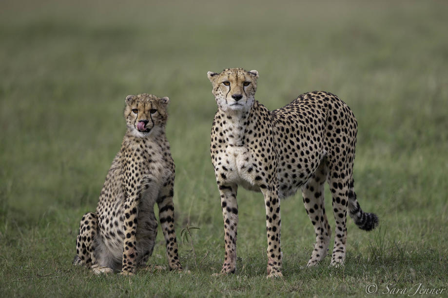 2 Nights Porini Cheetah Camp( OI Kinyei  conservancy – Flying Package – UW