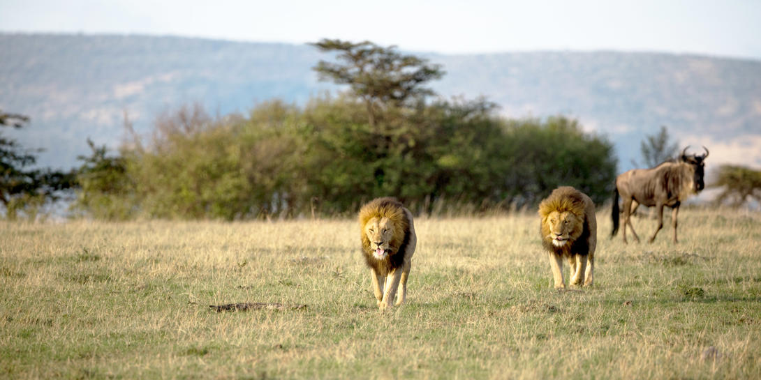 Maasai Mara Big Cat Safari 04 Nights Flying Package