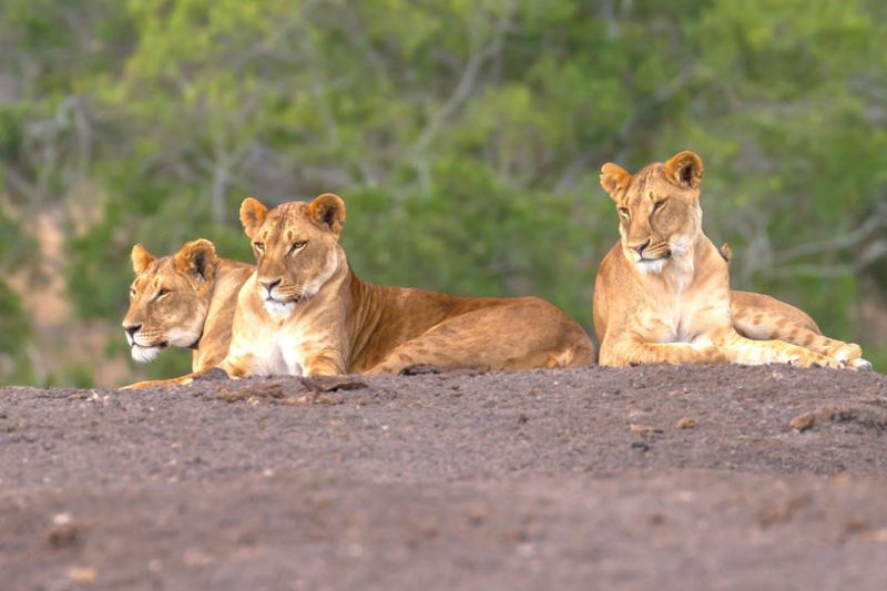 2 Nights Porini Lion Camp - Flying Package - UW