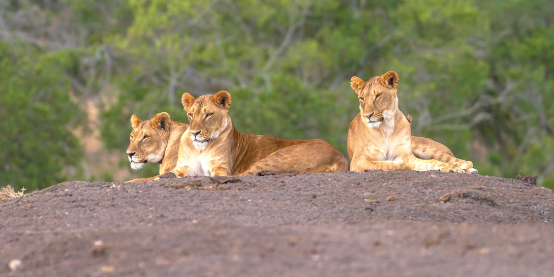 2 Nights Porini Lion Camp – Flying Package – UW