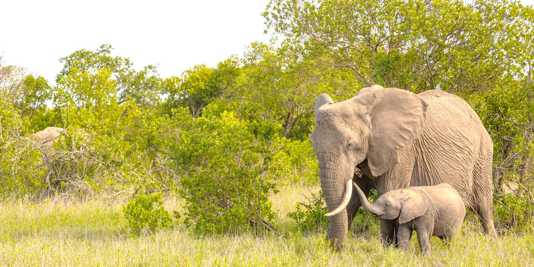 ol_pejeta_conservancy-shutterstock-1467868850