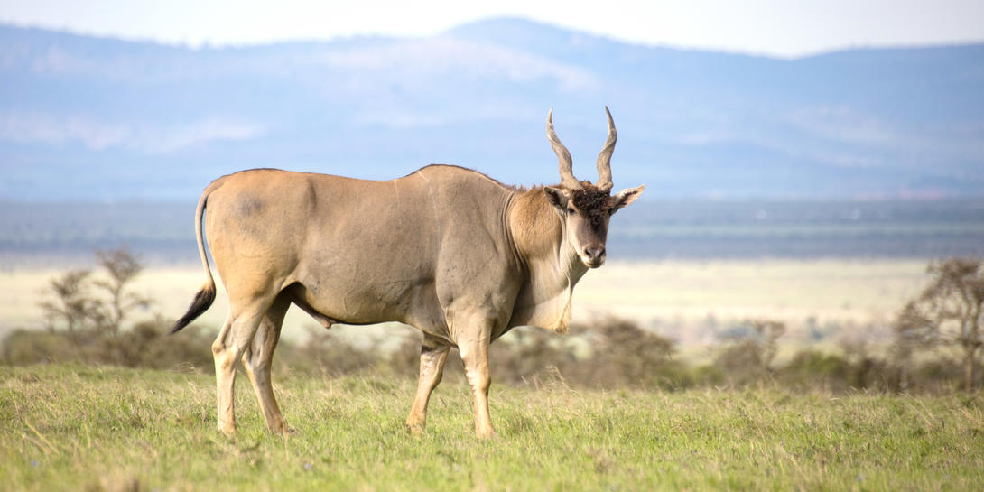 ol_pejeta_conservancy-shutterstock-714559057