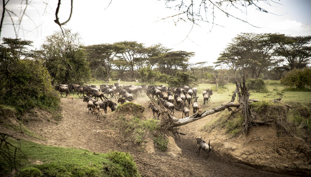 purini_mara_camp_0459-2