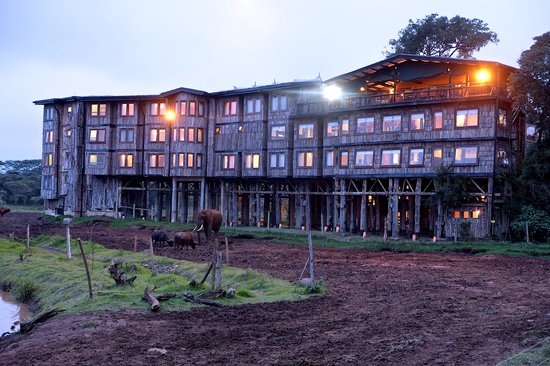 treetops-exterior-evening