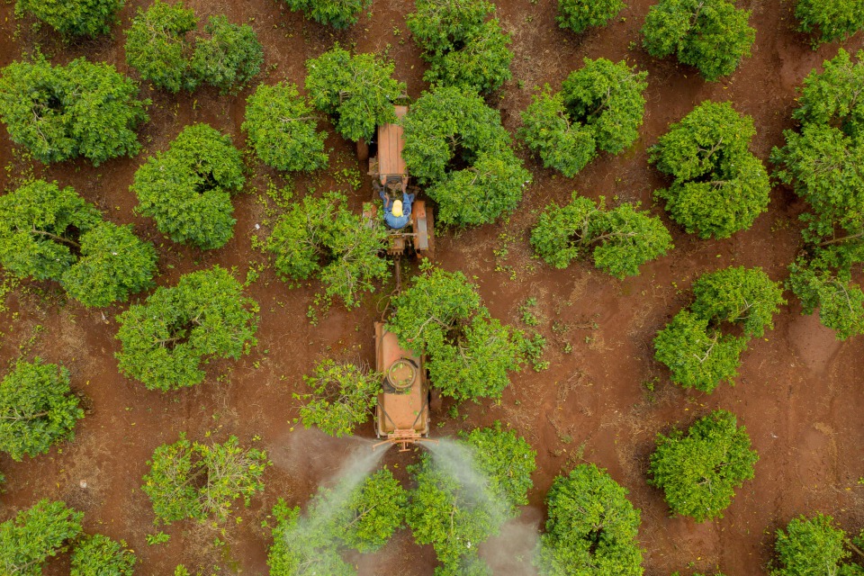 From Bean to Brew: A Kenyan Coffee Adventure