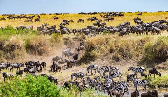 Kenya Safari Adventure for Families.