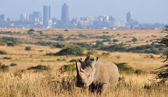 Half Day Private Safari Tour of Nairobi National Park